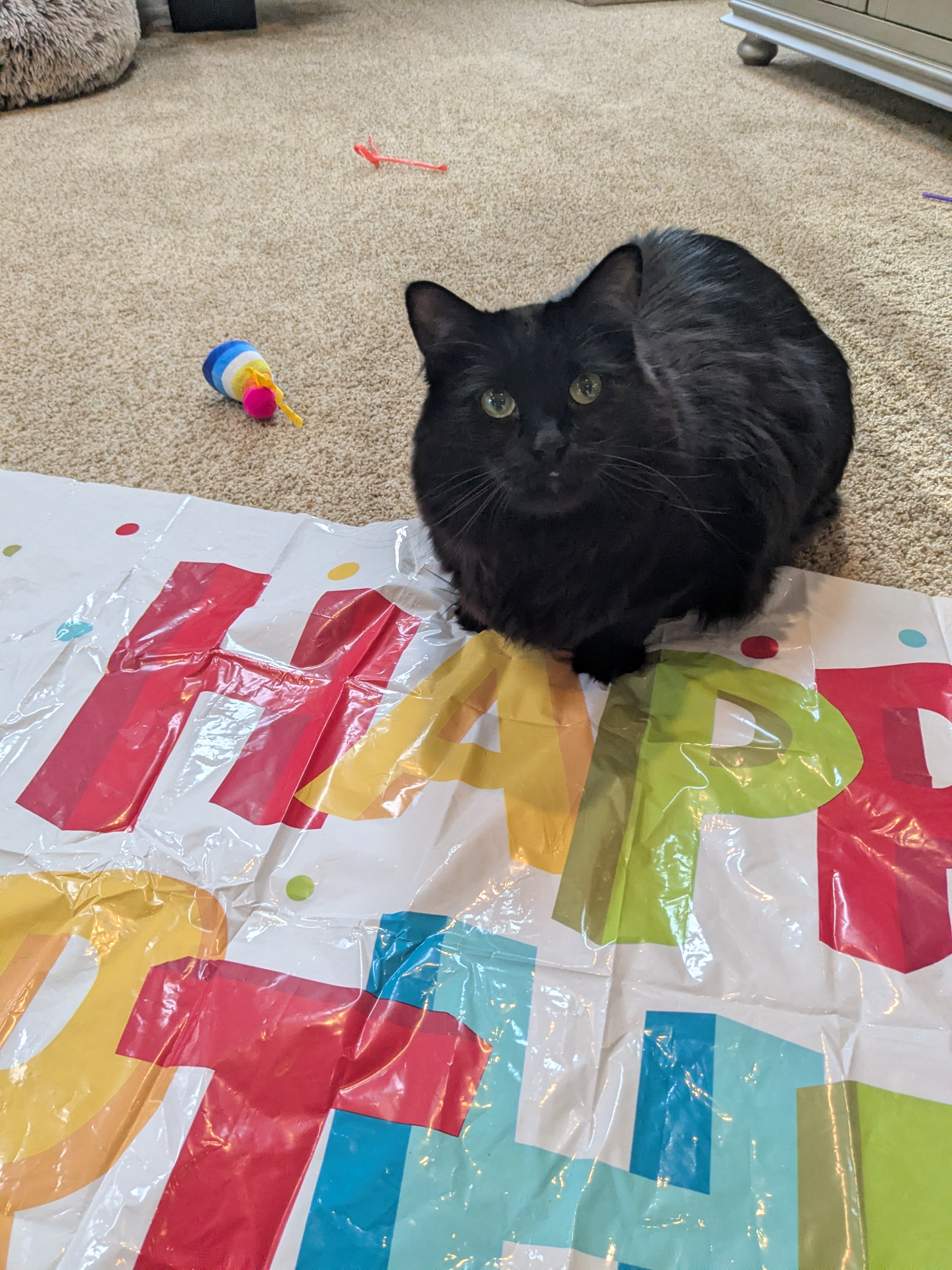 Happy 4th Birthday Elvis!