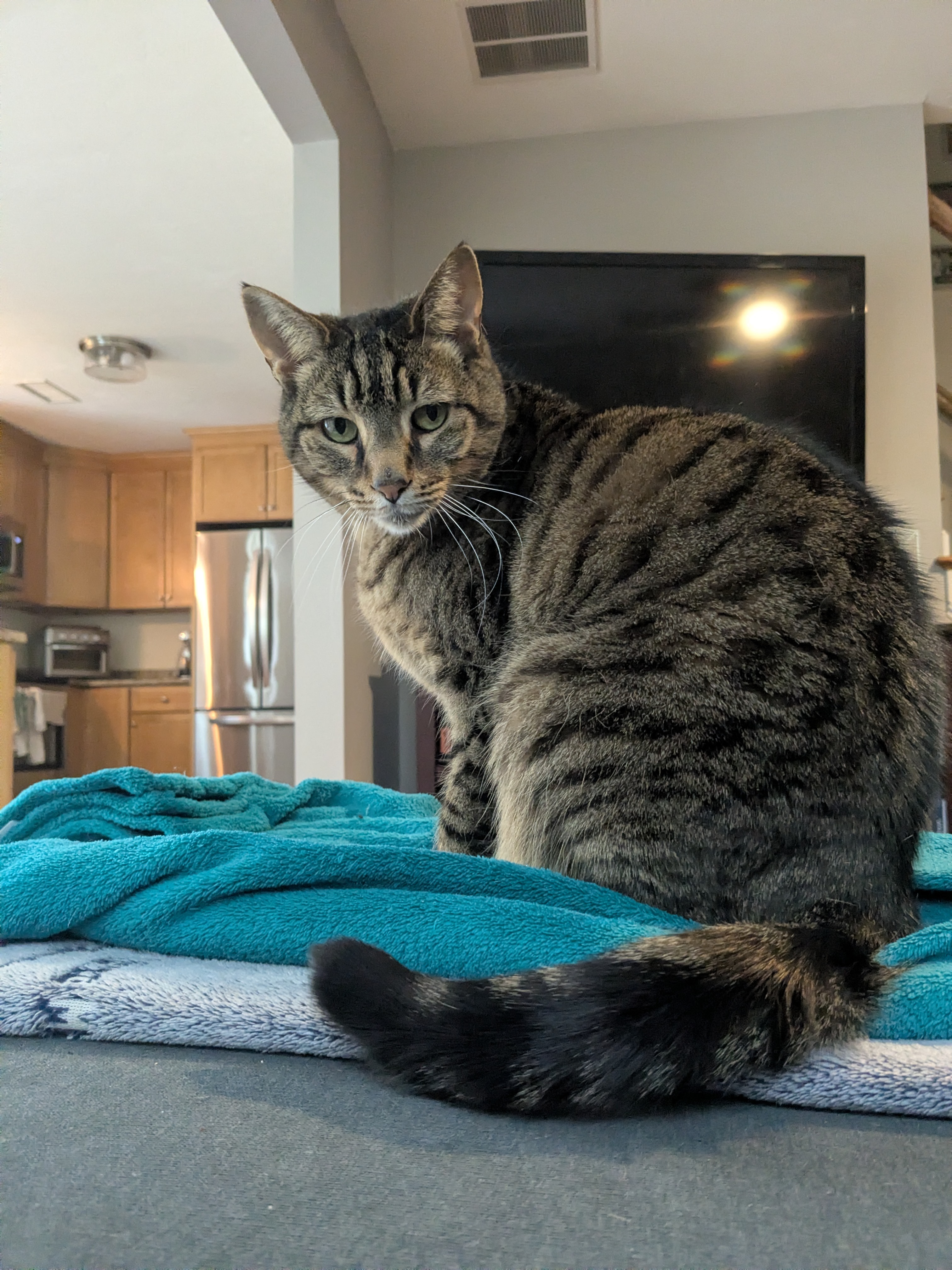 The Purr-fect Reunion!