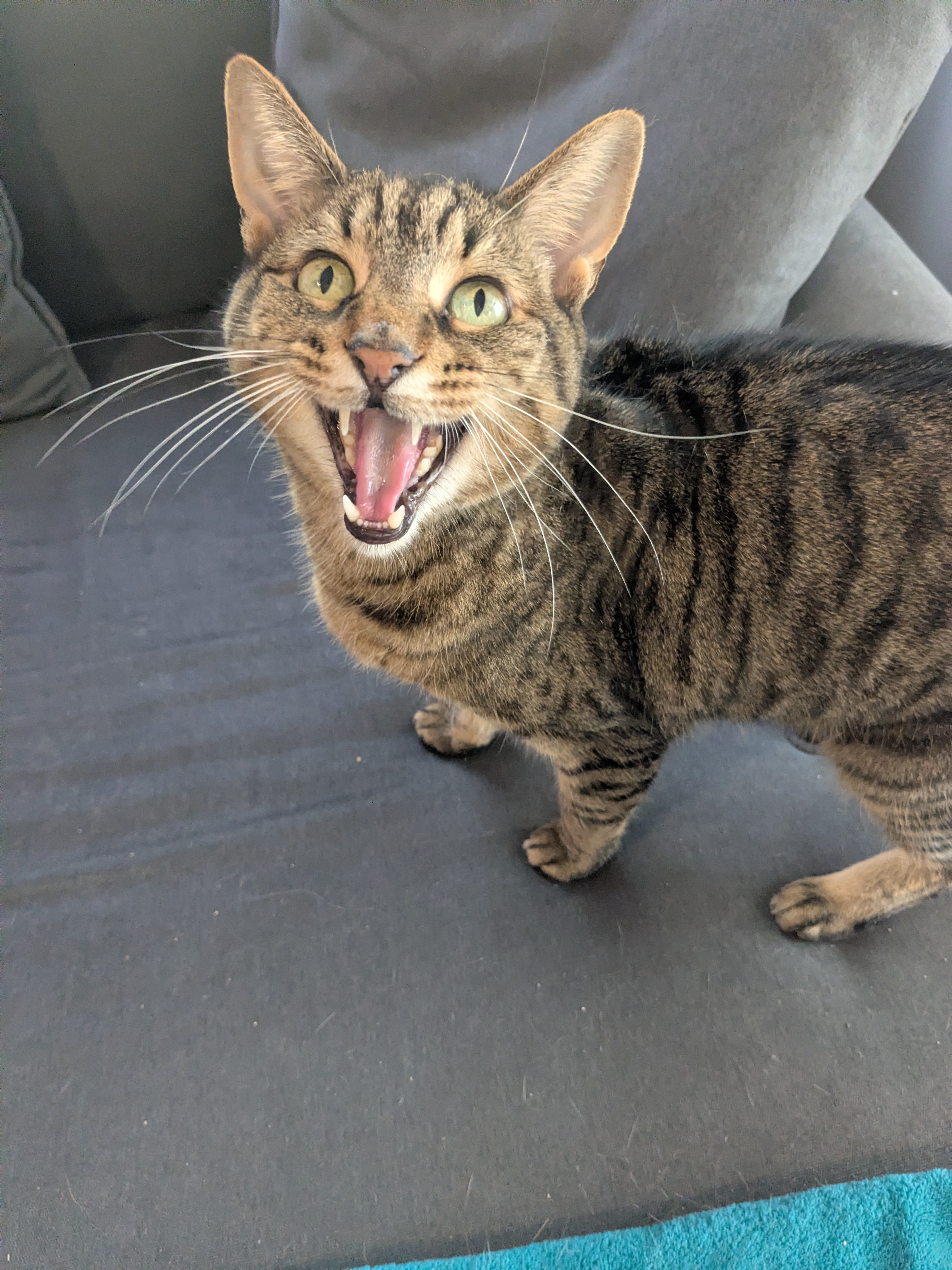 Happy Meownday!