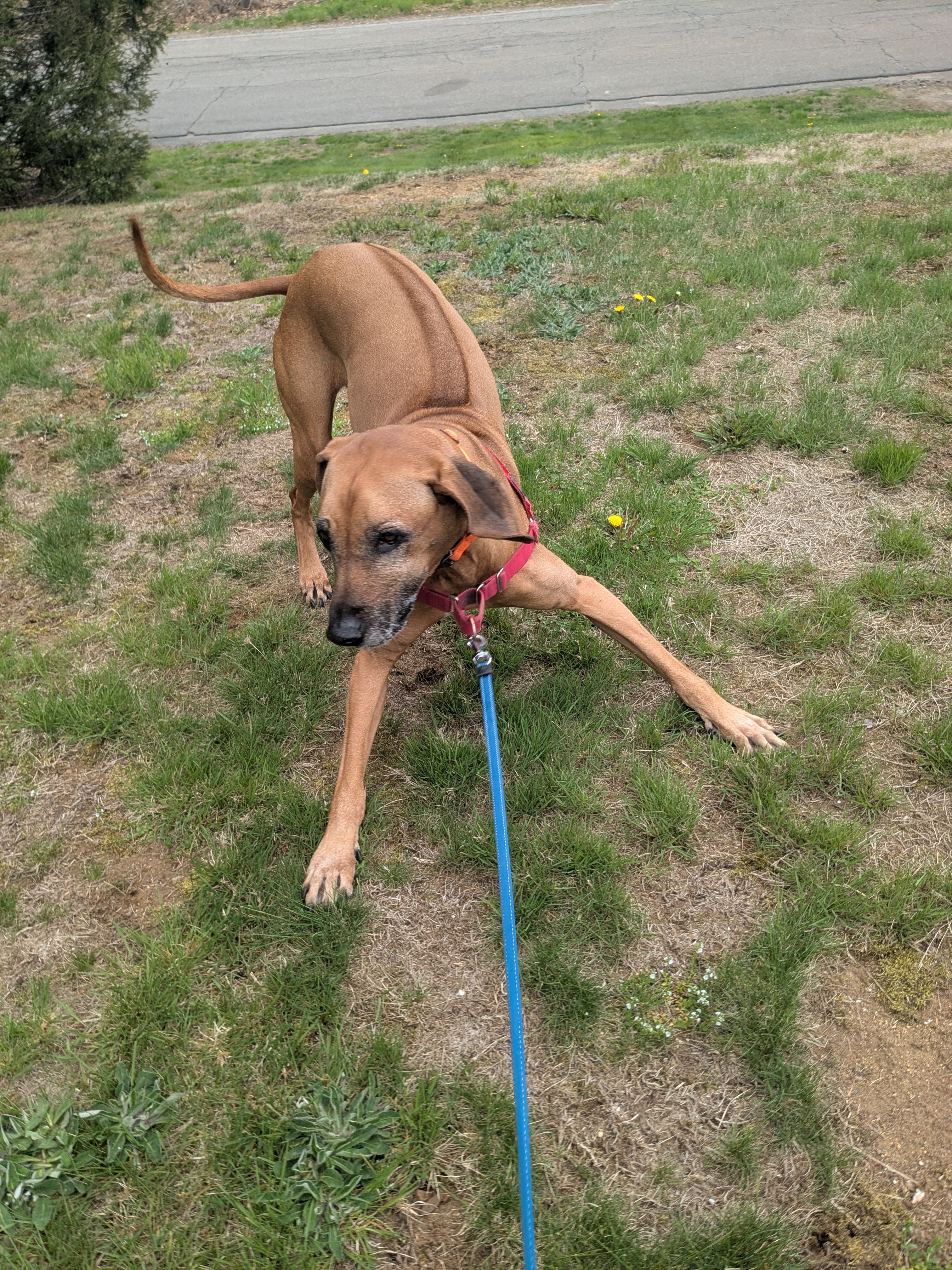 Rainy Day Zoomies! ☔