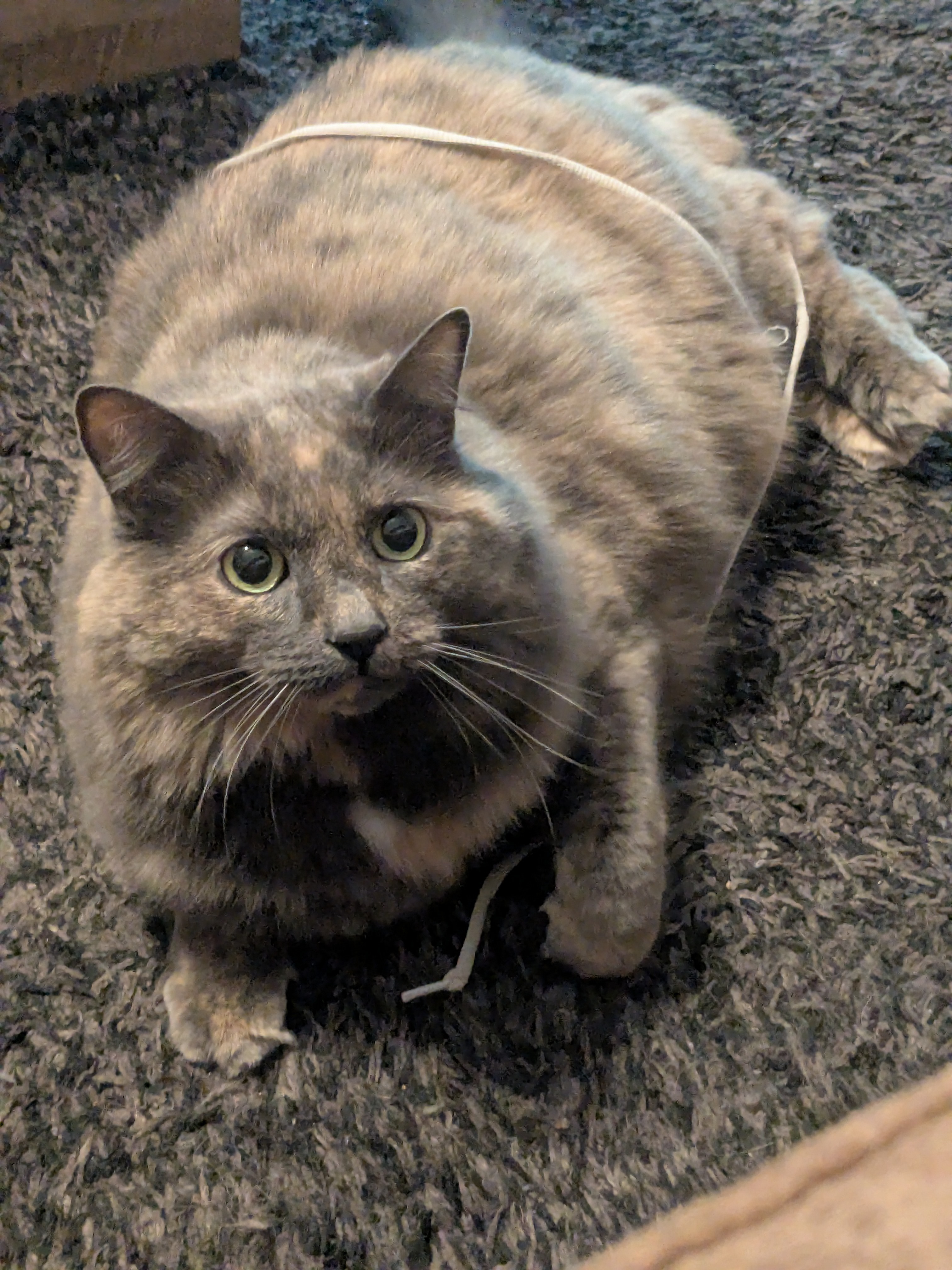 Water Kitty!