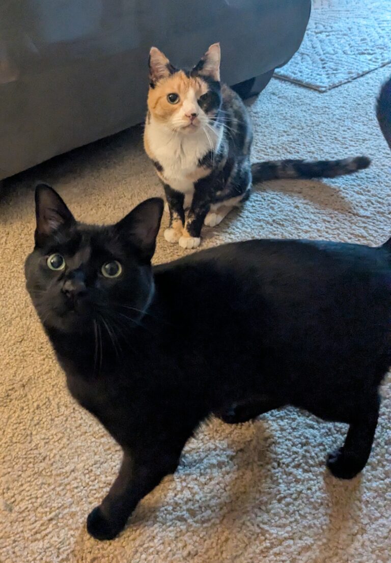 Happy Meownday!