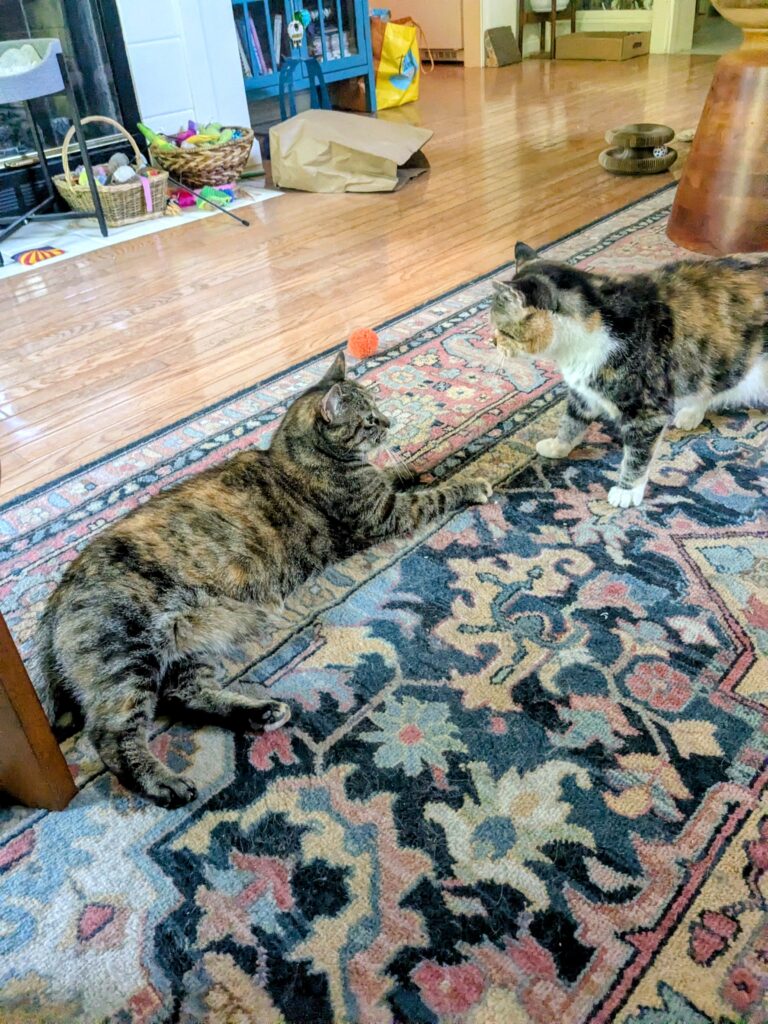 Tuesday’s Pet-sitting Visit