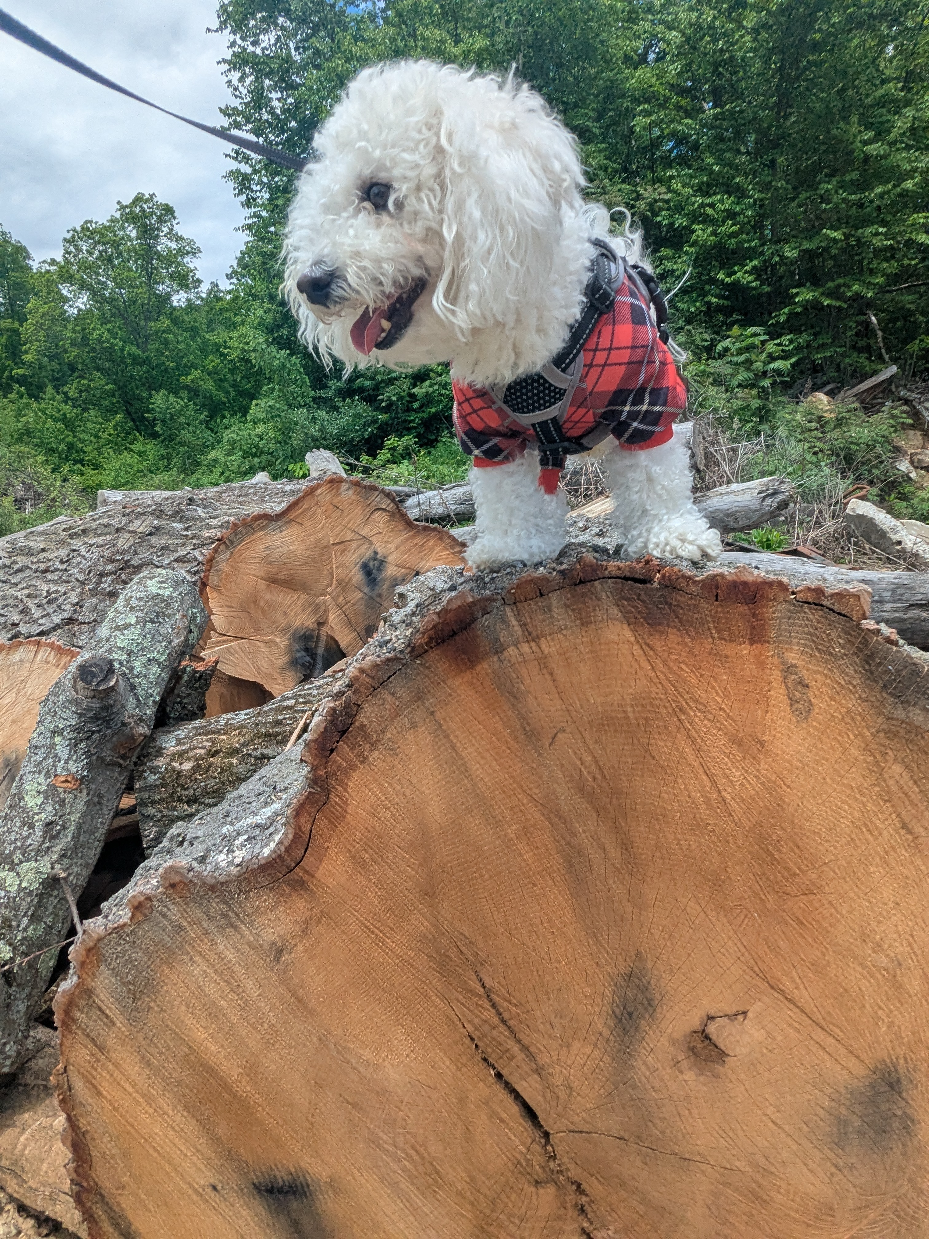 Doggie On A Log! ❤️