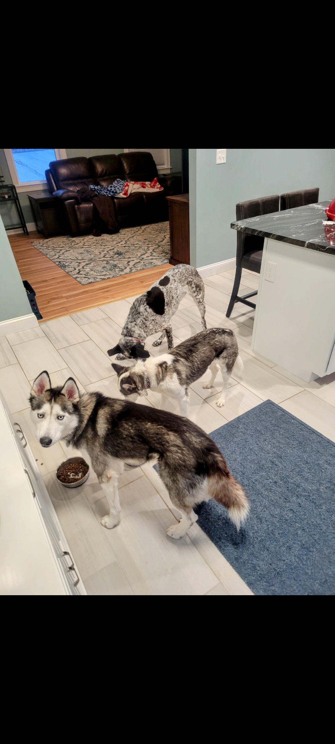 Happy Tails To You 🐕 👋