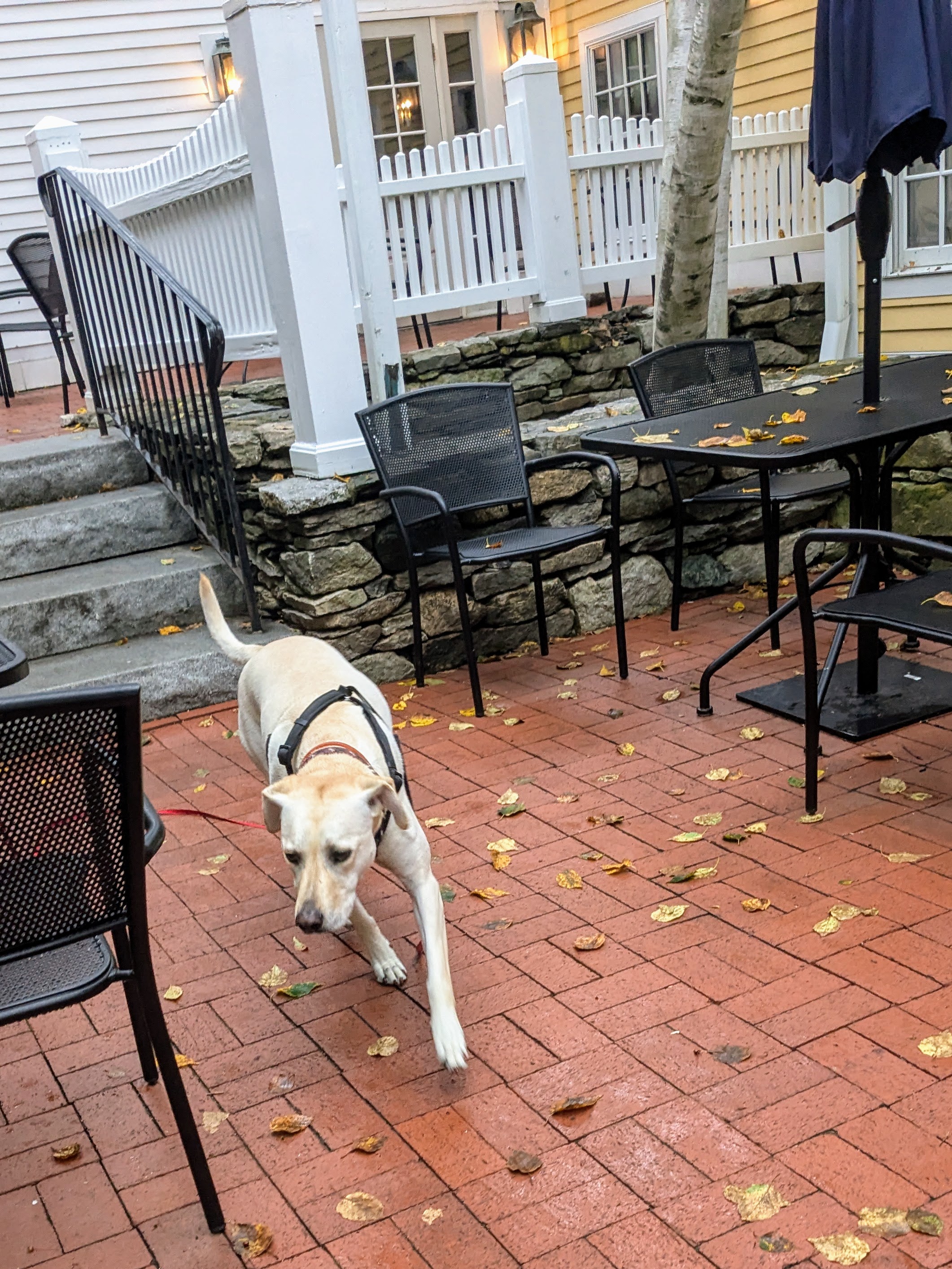 A Dog Of The World