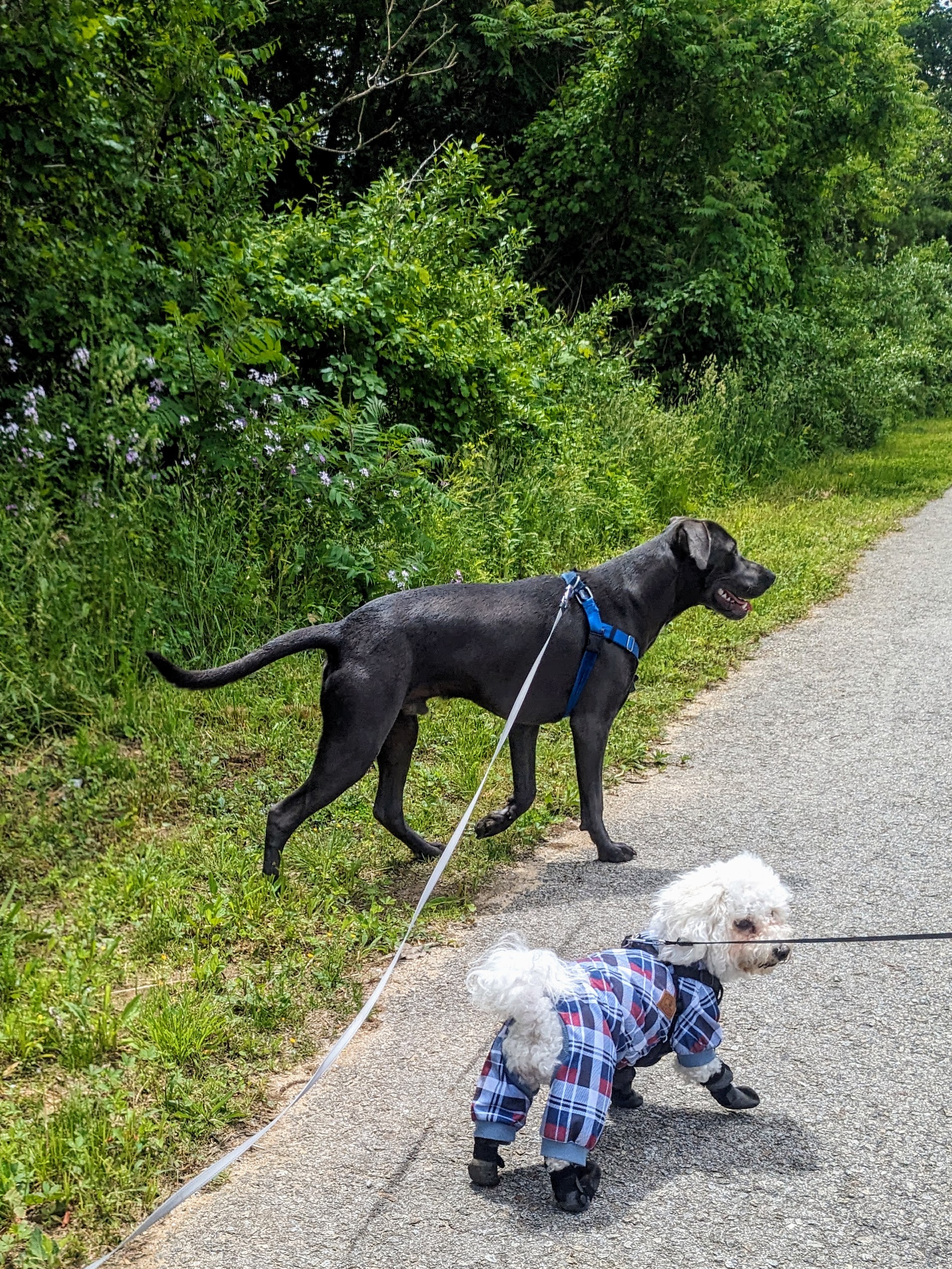 Waggy Tailed Wednesday!