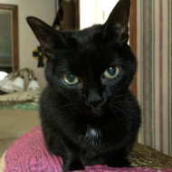 Picture of &nbsp;&nbsp;Nala