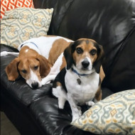 Picture of &nbsp;&nbsp;Marco + Wilson