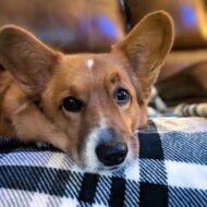 Picture of Roo
