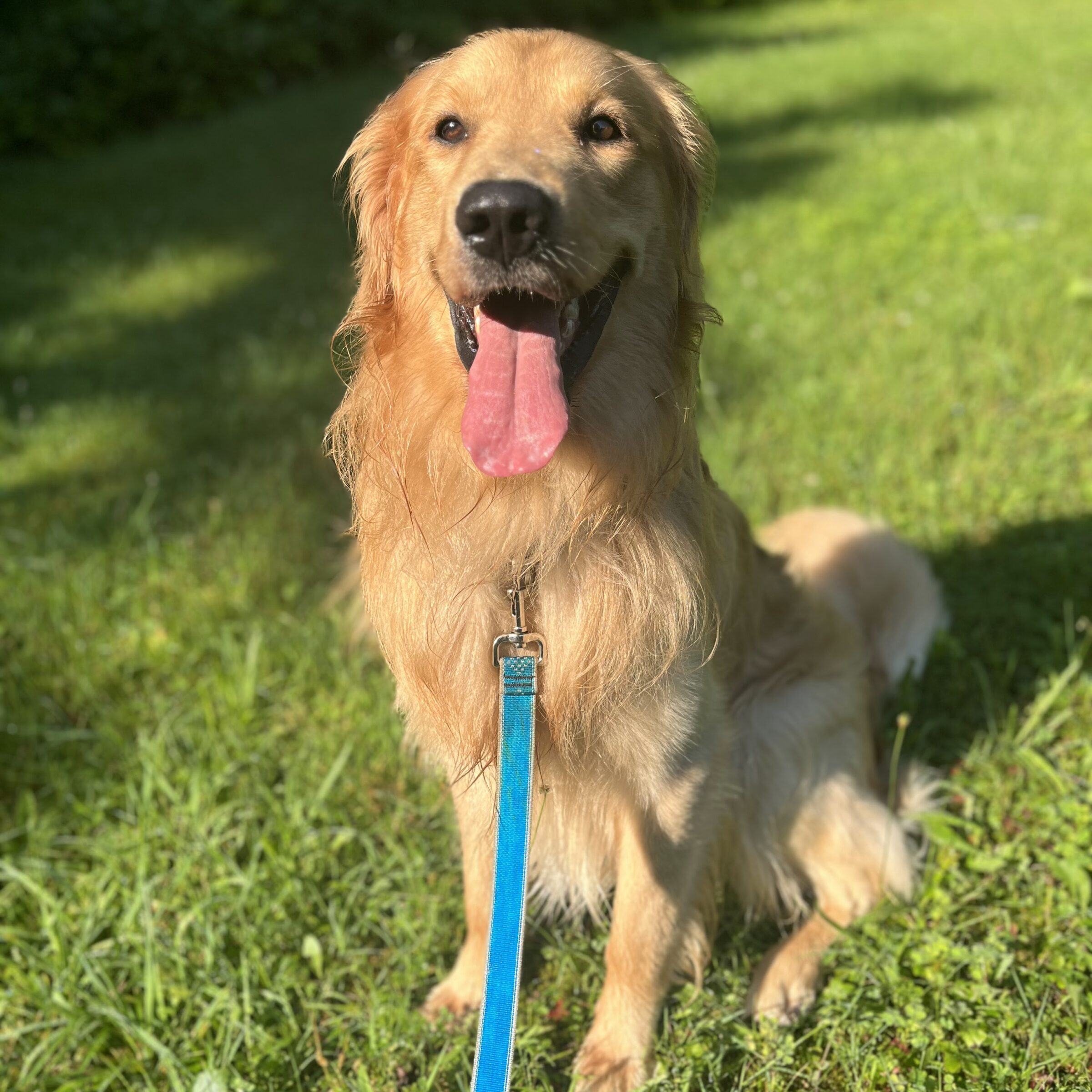 Maxwell