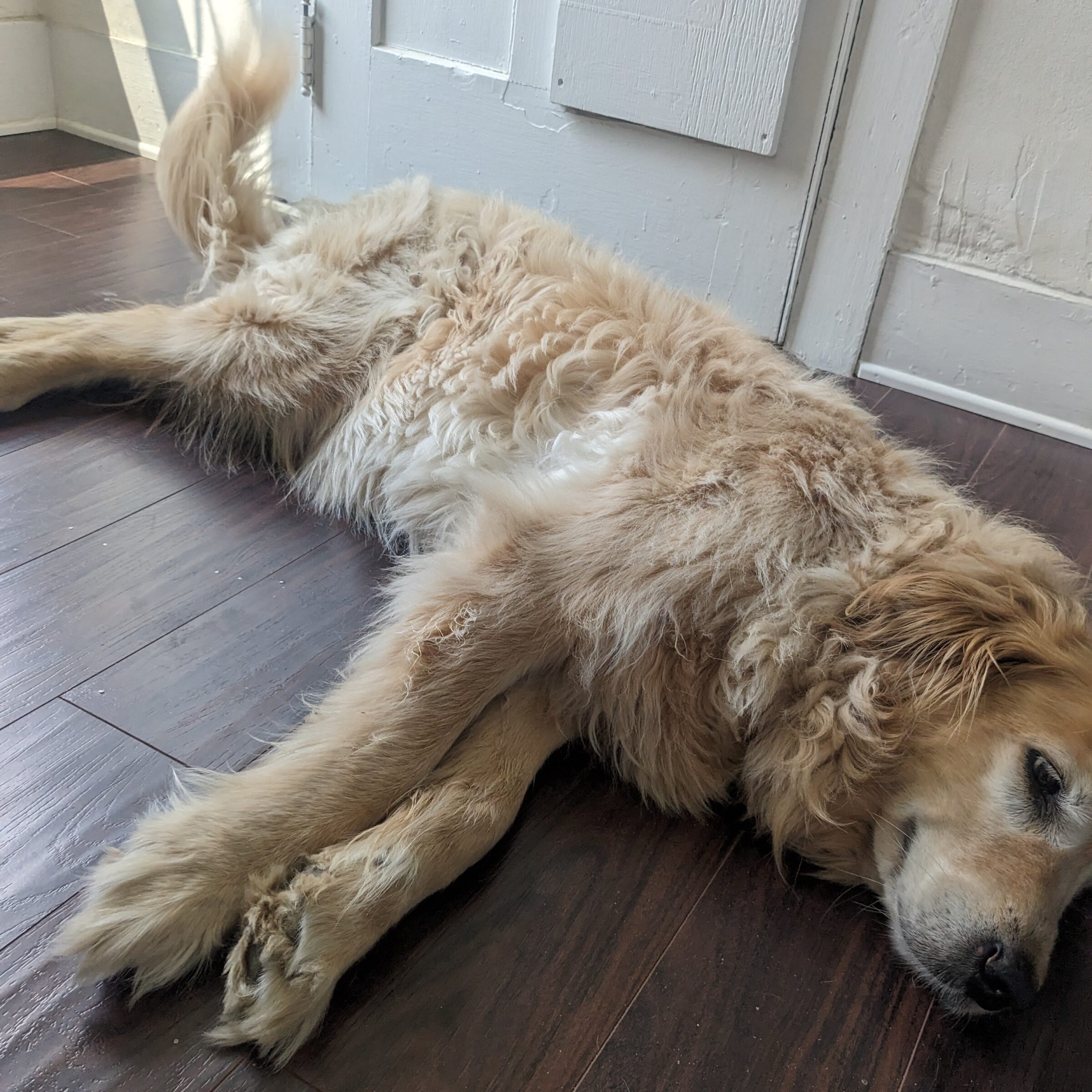 Maisy