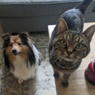 Picture of &nbsp;&nbsp;Gypsy + Winnie