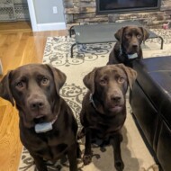 Picture of Kitkat + Max + Sophia & Penny + Tuukka
