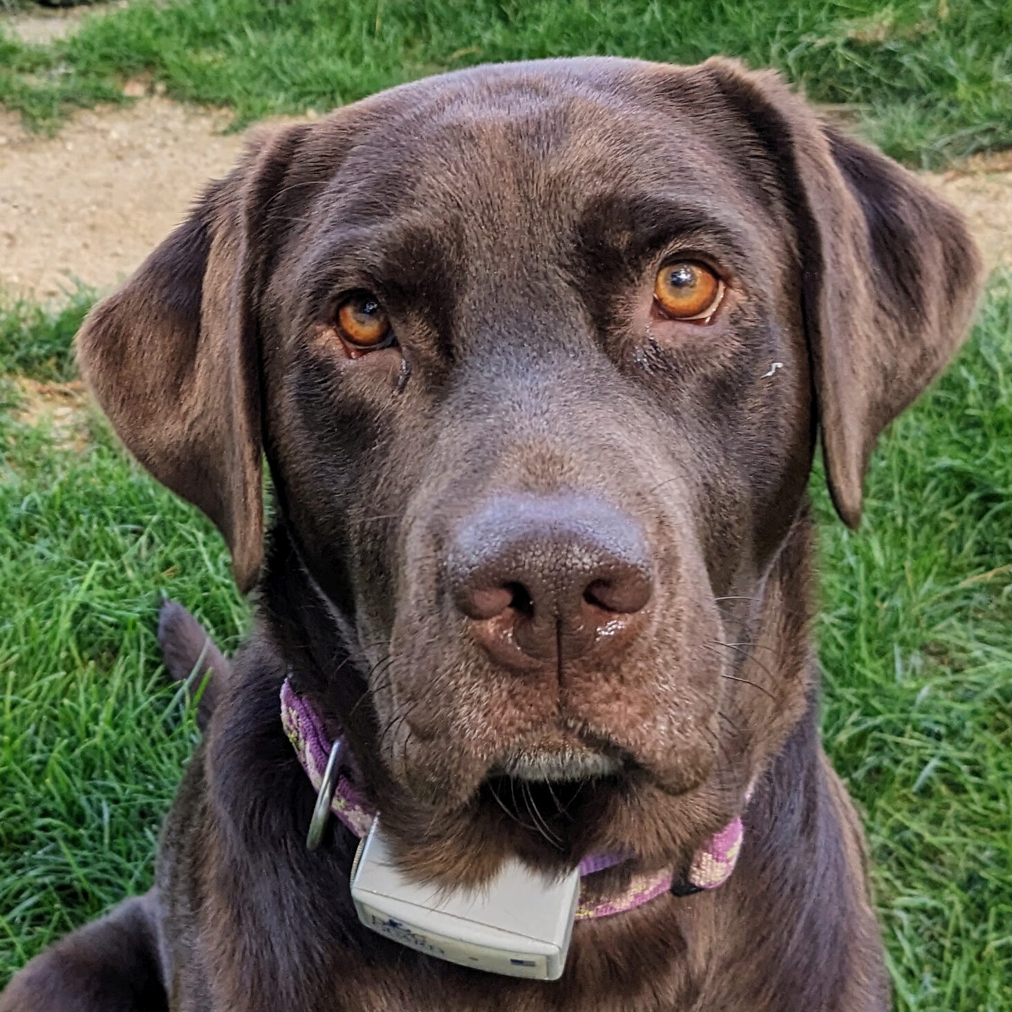 Sophia