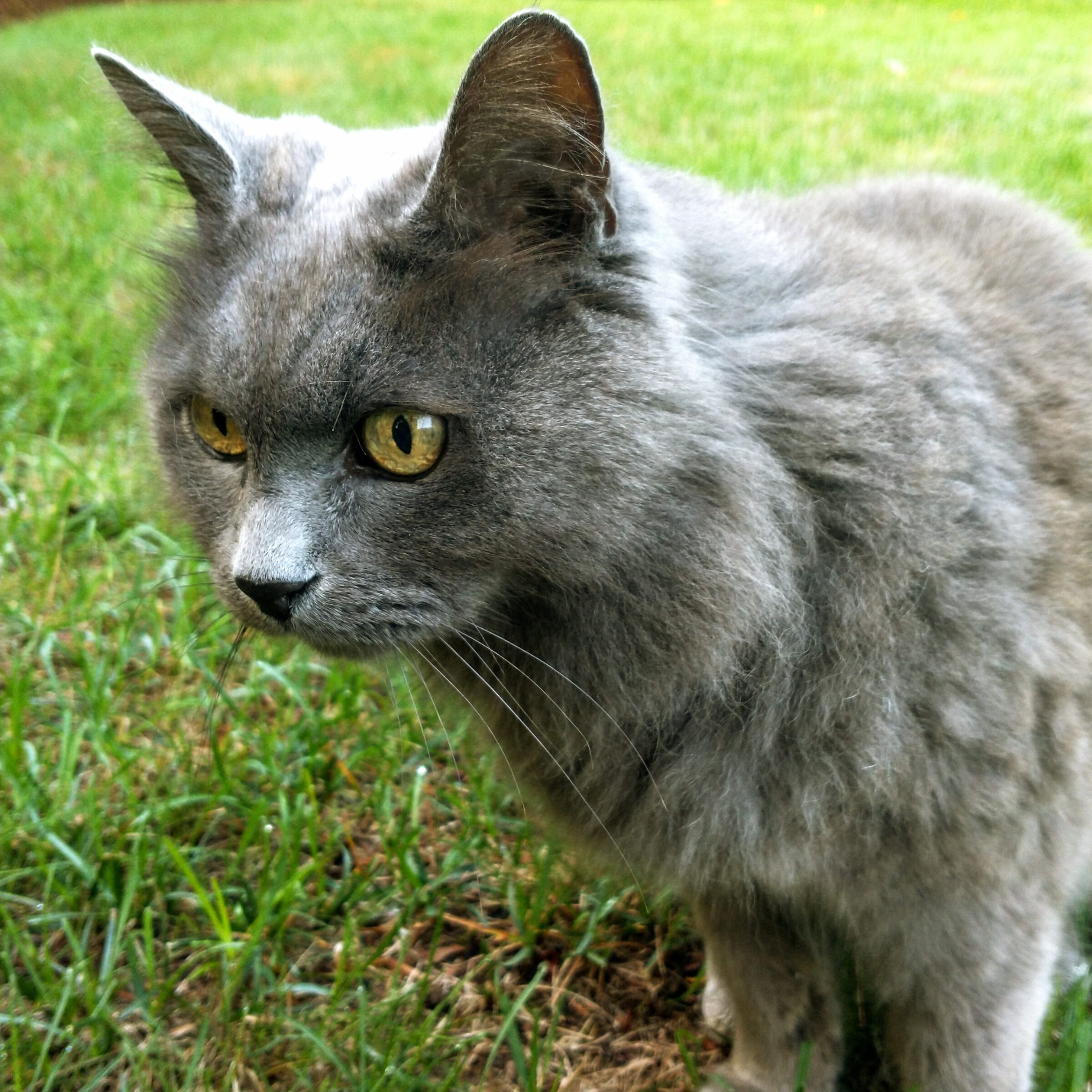 Dahlila