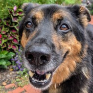 Picture of Murphy