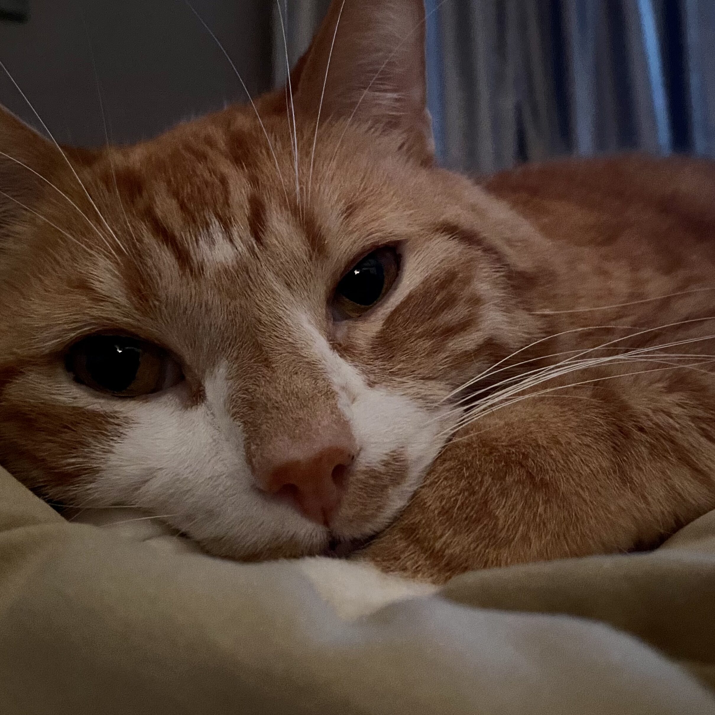 Oscar