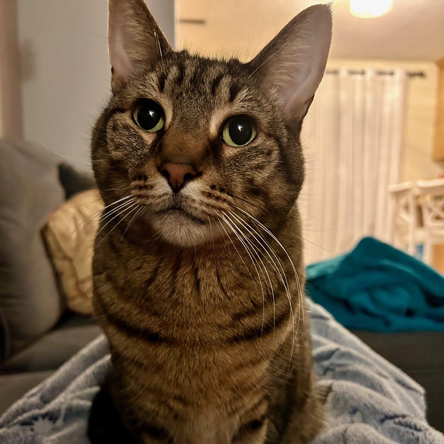 Hobbes