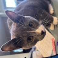 Picture of &nbsp;&nbsp;Bean