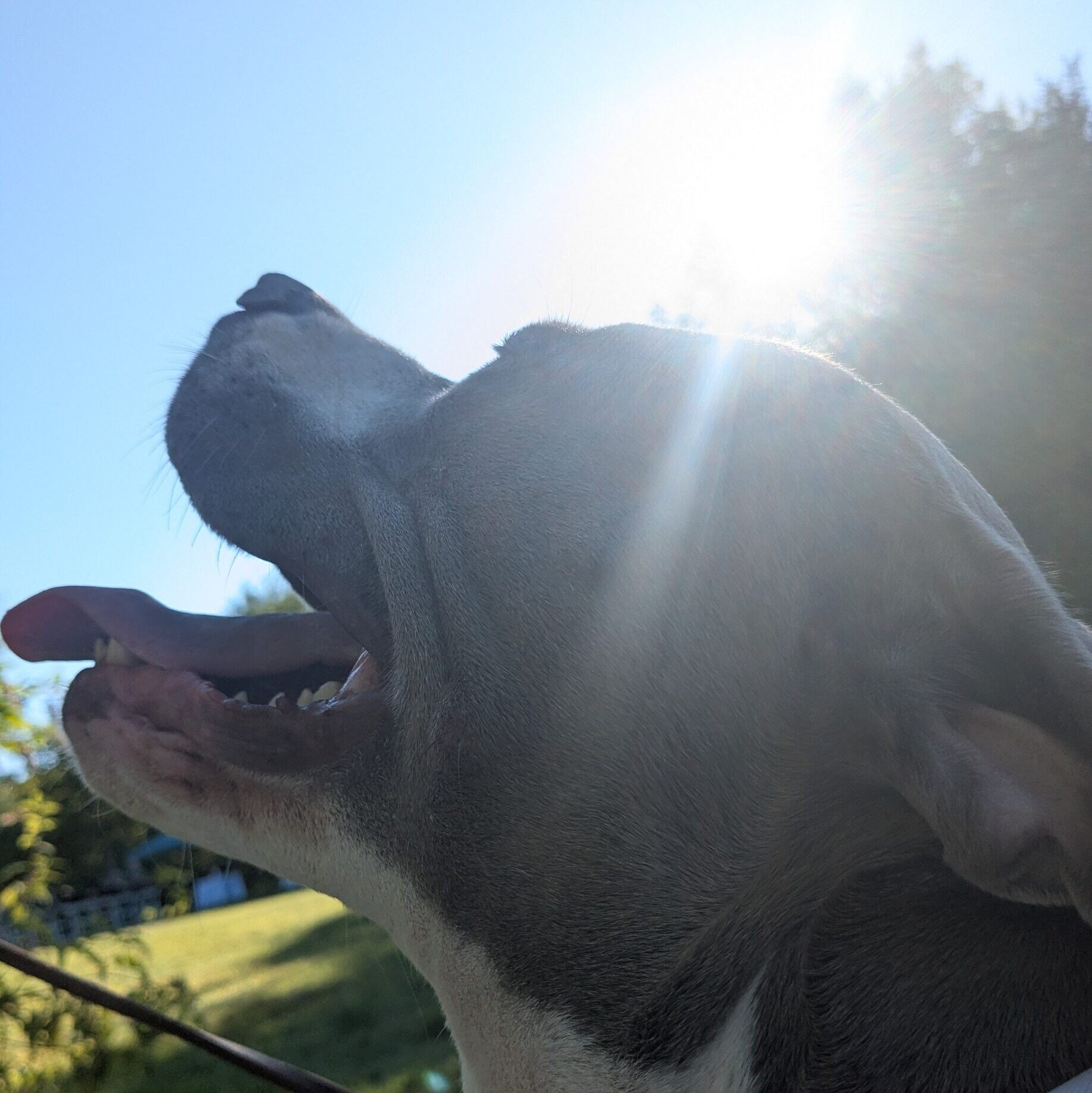 Echo