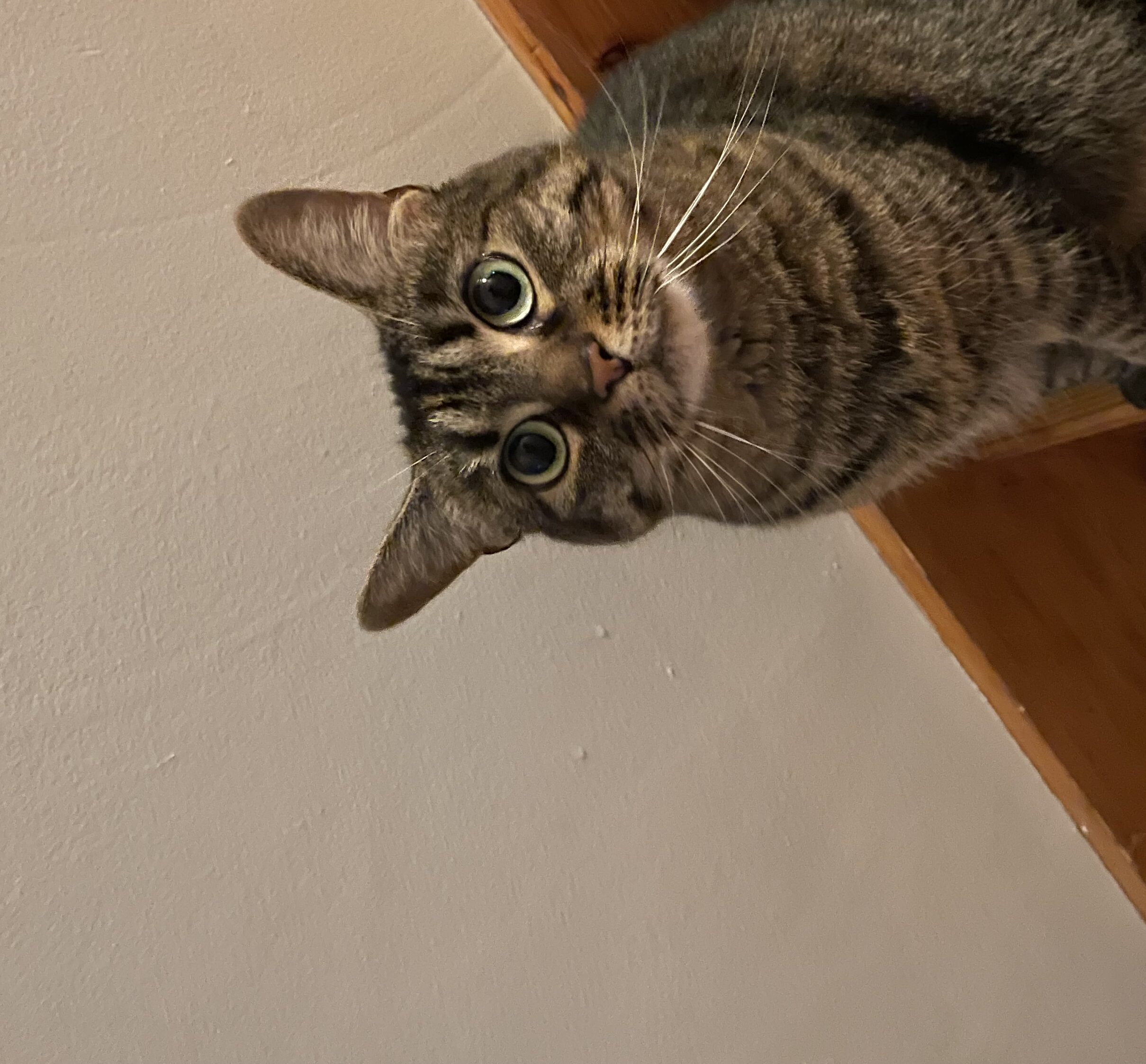 Gumbo