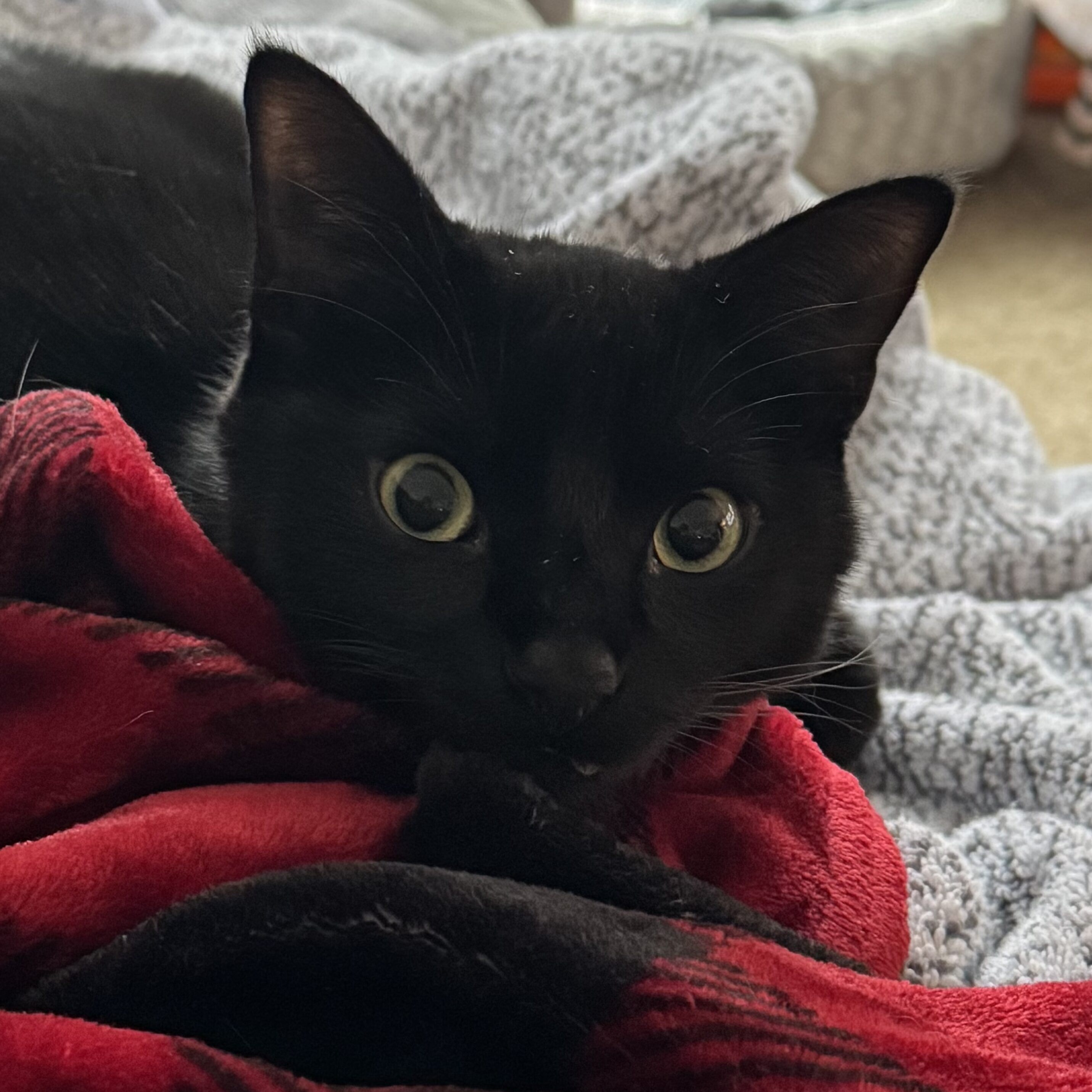 Winston